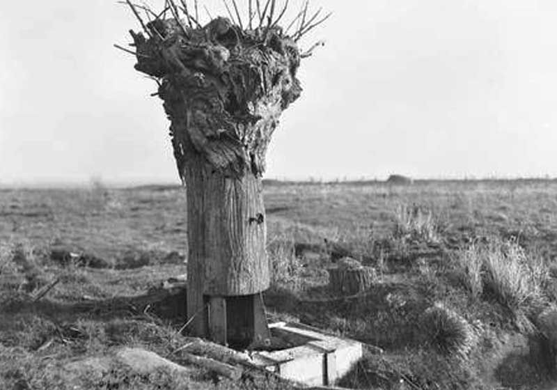 Dummy tree observation post on hill 63